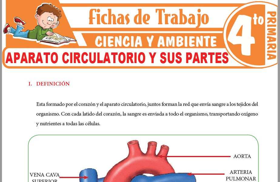 Modelos de la Ficha de Aparato circulatorio y sus partes para Cuarto de Primaria
