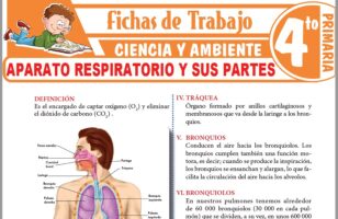 Todo sobre el aire para Cuarto de Primaria – Fichas de Trabajo