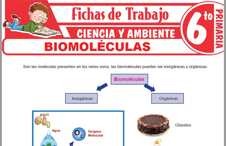 Modelos de la Ficha de Biomoléculas para Sexto de Primaria