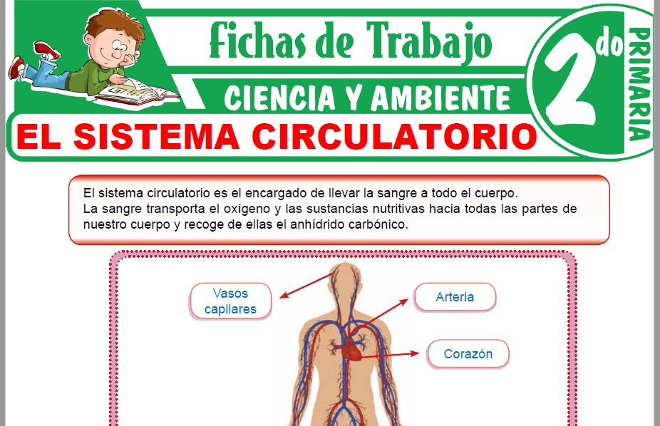 Modelos de la Ficha de El sistema circulatorio para Segundo de Primaria