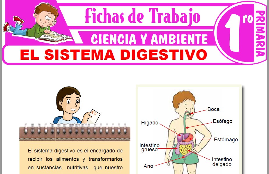 Modelos de la Ficha de El sistema digestivo para niños para Primero de Primaria