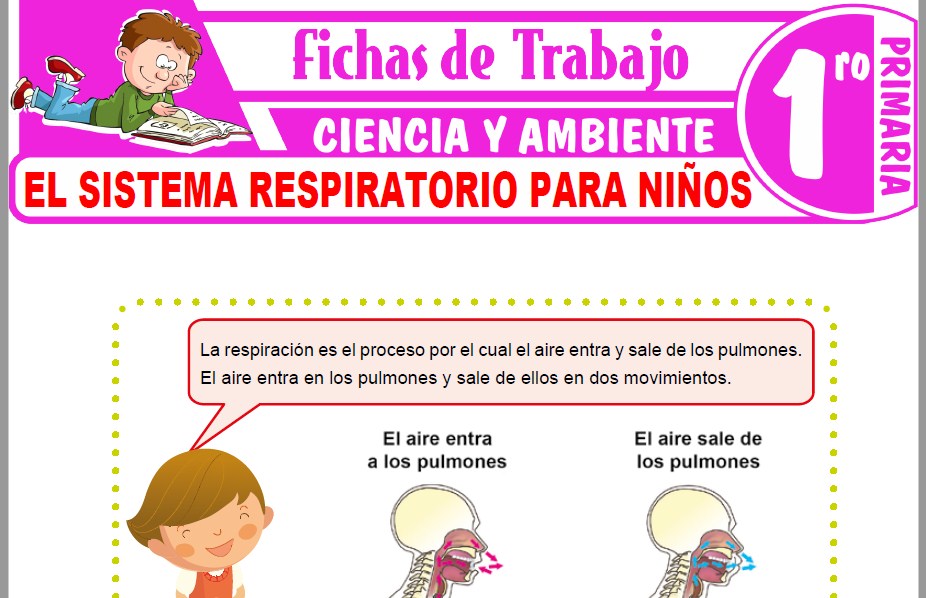 Modelos de la Ficha de El sistema respiratorio para niños para Primero de Primaria