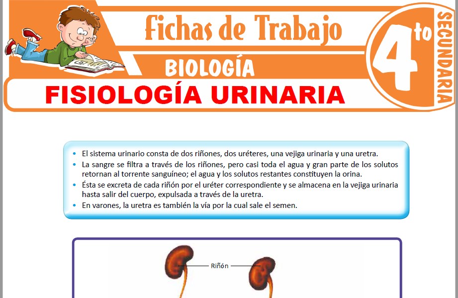 Modelos de la Ficha de Fisiología urinaria para Cuarto de Secundaria