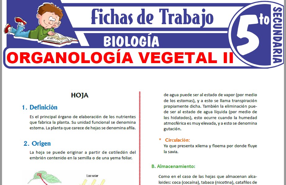 Modelos de la Ficha de Organología Vegetal II para Quinto de Secundaria