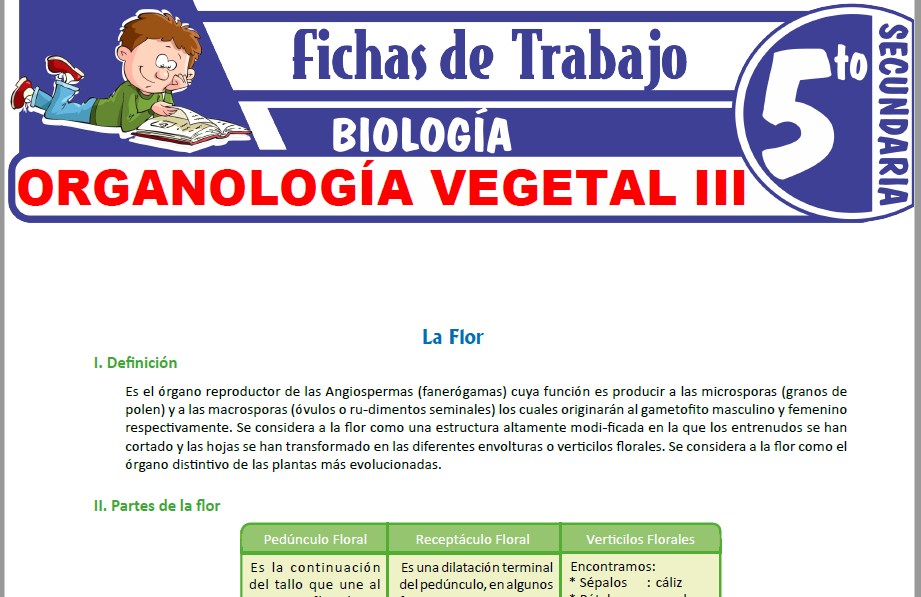 Modelos de la Ficha de Organología Vegetal III para Quinto de Secundaria